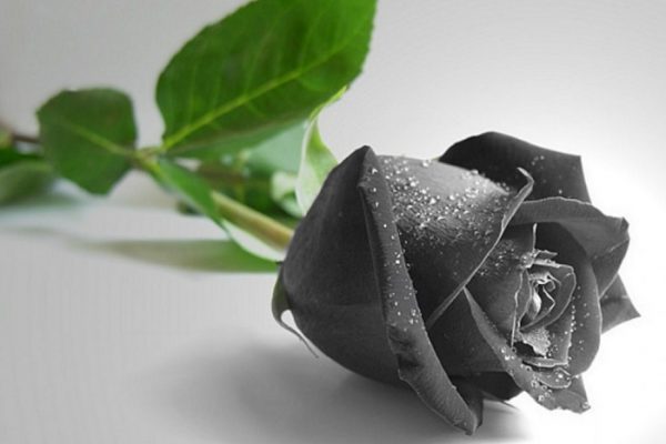 Hoa hồng đen có thật không?