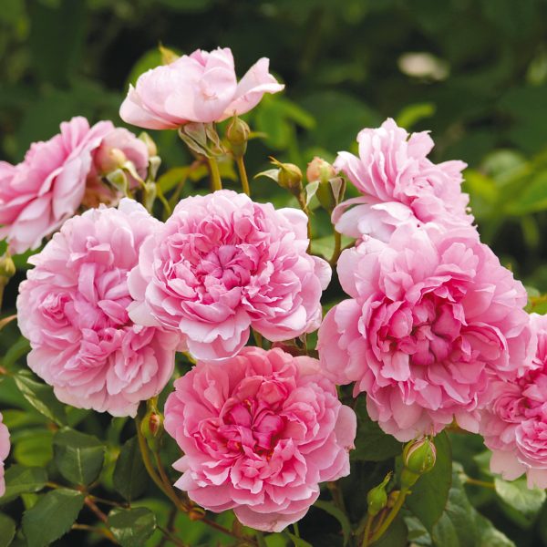 Ngắm những giống hoa hồng thơm nhất thế giới