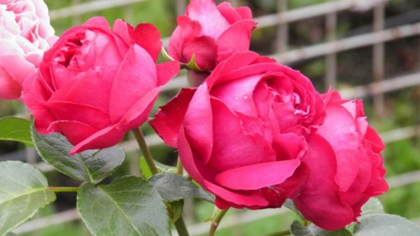 Ngắm những giống hoa hồng thơm nhất thế giới