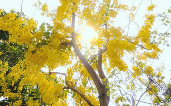 Ý nghĩa của hoa hoàng yến – loài hoa báo hiệu thời khắc giao mùa