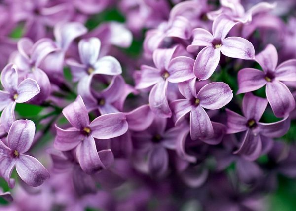Ý nghĩa của hoa tử đinh hương – loài hoa thơ mộng