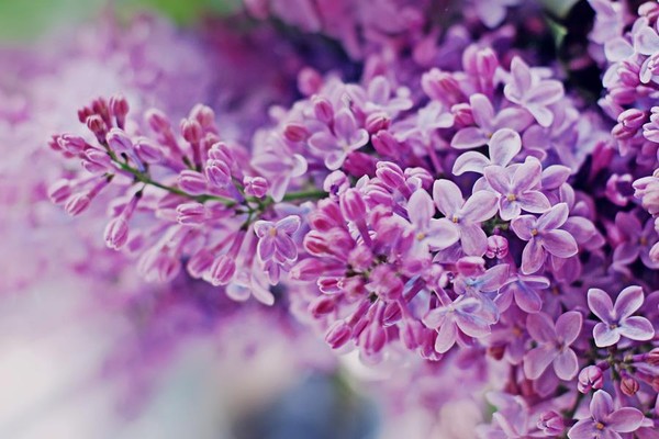 Ý nghĩa của hoa tử đinh hương – loài hoa thơ mộng