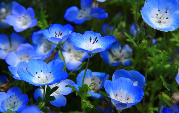 Các loài hoa đẹp màu xanh