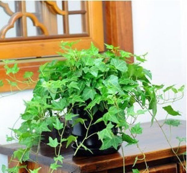 Nên trồng cây gì trong phòng ngủ để bảo vệ sức khoẻ