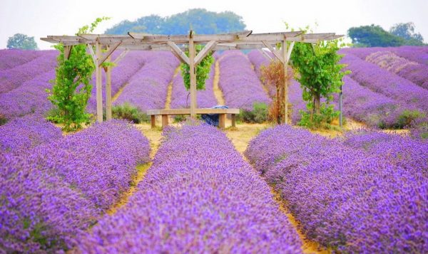 Những cánh đồng hoa oải hương nổi tiếng thế giới