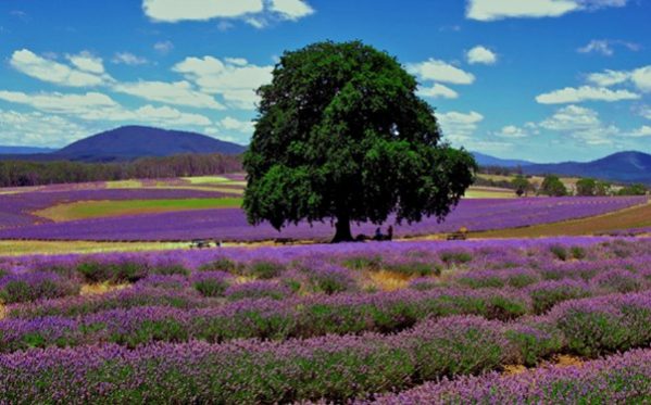 Những cánh đồng hoa oải hương nổi tiếng thế giới