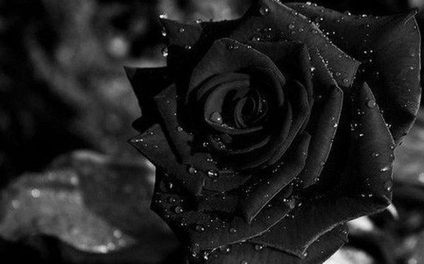 Ý nghĩa của hoa hồng đen – loài hoa bí ẩn