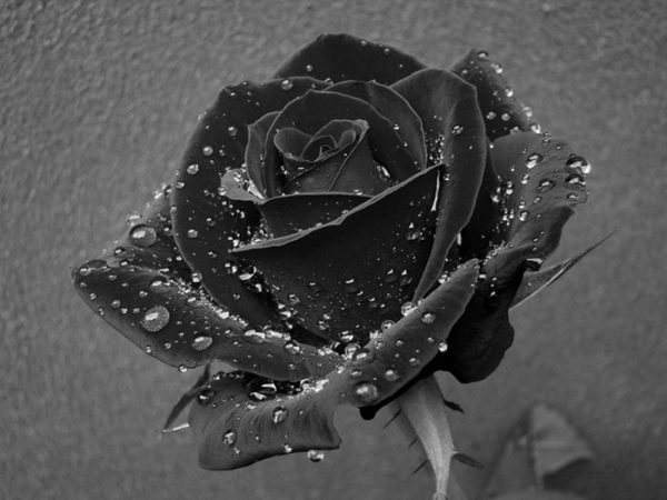 Ý nghĩa của hoa hồng đen – loài hoa bí ẩn