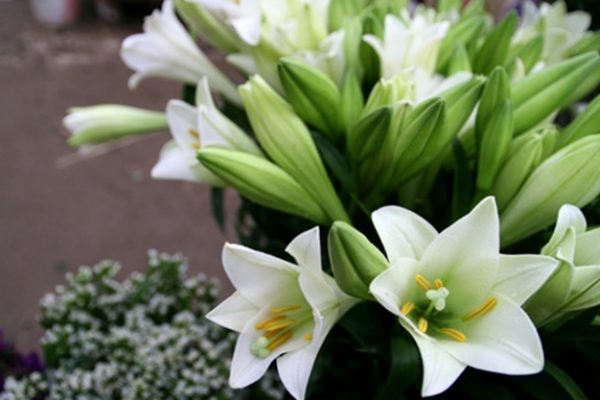 Ý nghĩa hoa loa kèn – loài hoa hạnh phúc