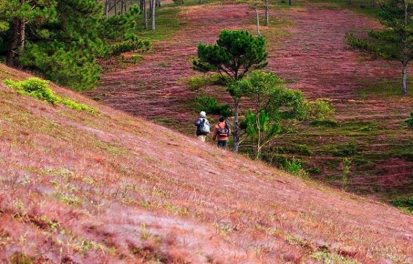 Điểm danh những cánh đồng hoa đẹp nhất ở Đà Lạt