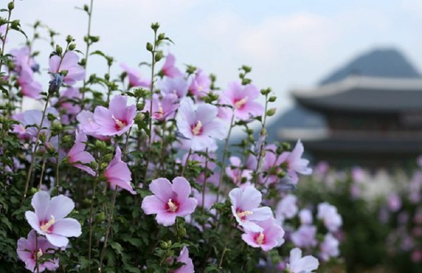 Hoa Mugunghwa – quốc hoa của Hàn Quốc