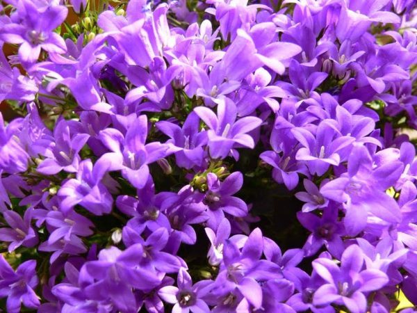 Ý nghĩa của hoa cát cánh – loài hoa mang vẻ đẹp cổ điển