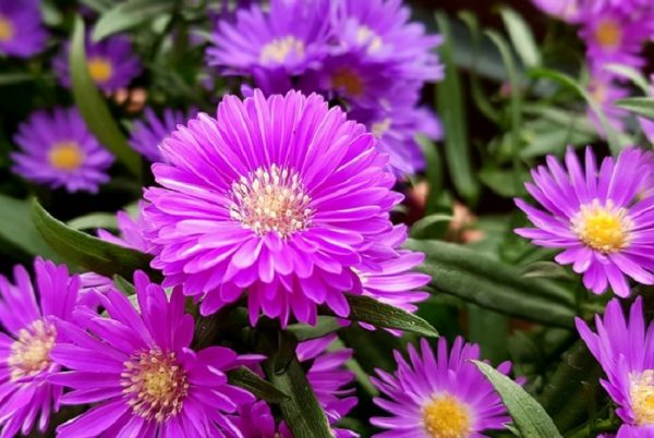 Ý nghĩa của hoa cúc tím – loài hoa thanh lịch