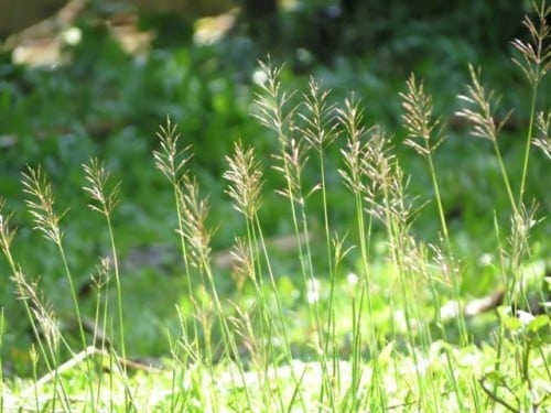 Ý nghĩa của hoa cỏ may – loài hoa đòng nội