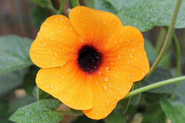 Ý nghĩa của hoa mắt huyền – hoa đẹp trồng ban công