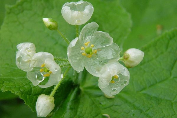 Hoa diệp hà sơn – loài hoa trong suốt như thuỷ tinh