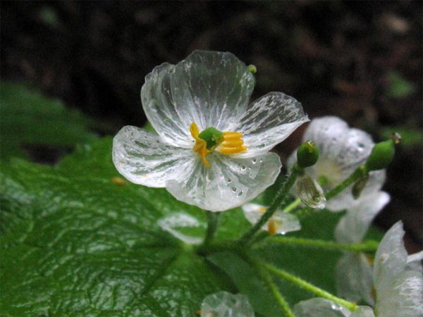 Hoa diệp hà sơn – loài hoa trong suốt như thuỷ tinh
