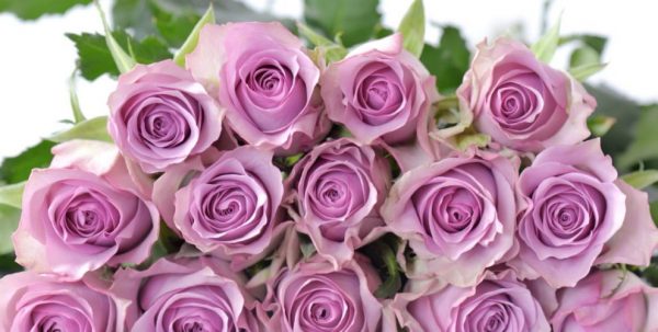 Những loại hoa màu tím đẹp nhất hút mọi ánh nhìn