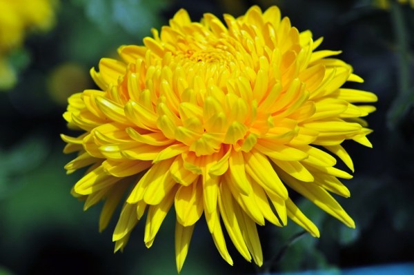 Điểm danh những loại hoa màu vàng đẹp nhất