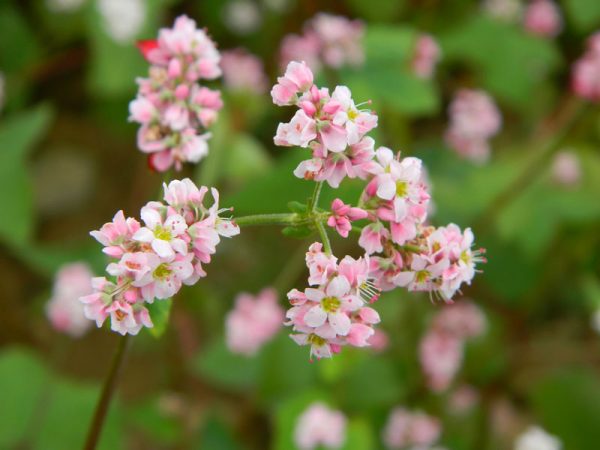 Ý nghĩa của hoa kiều mạch – loài hoa trên cao nguyên