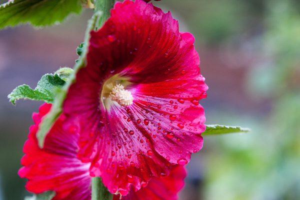 Ý nghĩa của hoa mãn đình hồng – loài hoa của sự dịu ngọt