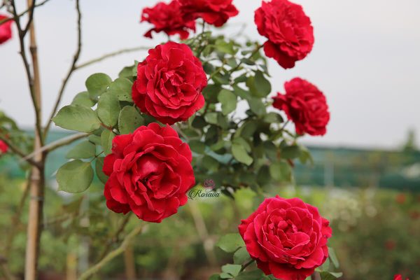 Các loại hoa hồng leo đẹp nhất