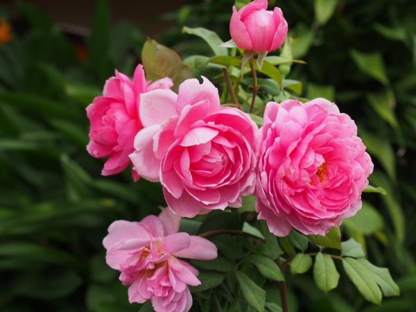 Các loại hoa hồng leo đẹp nhất