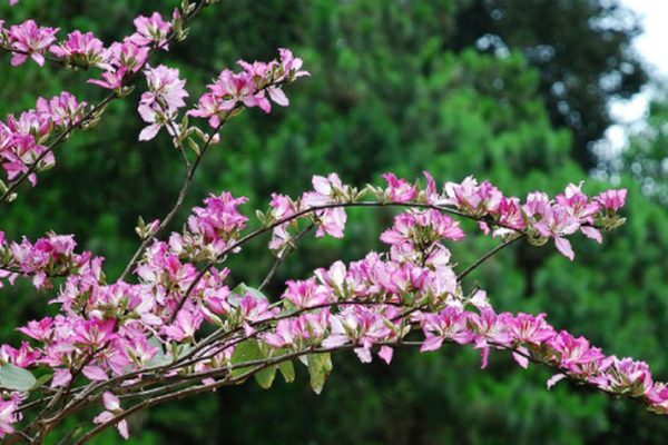 Ý nghĩa của hoa ban – loài hoa của núi rừng