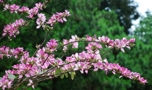Ý nghĩa của hoa ban – loài hoa của núi rừng