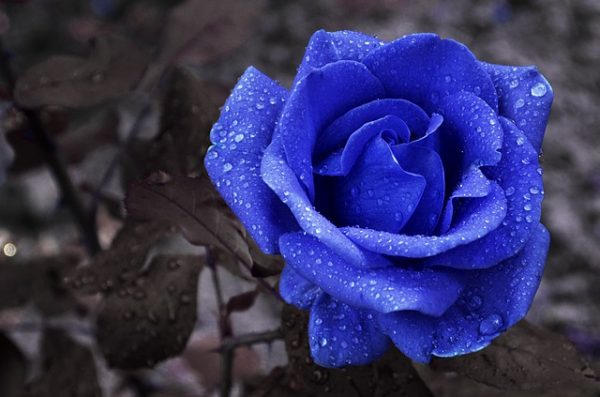Ý nghĩa của hoa hồng xanh dương – loài hoa độc đáo