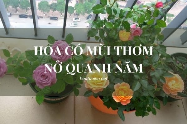 hoa có mùi thơm nở quanh năm