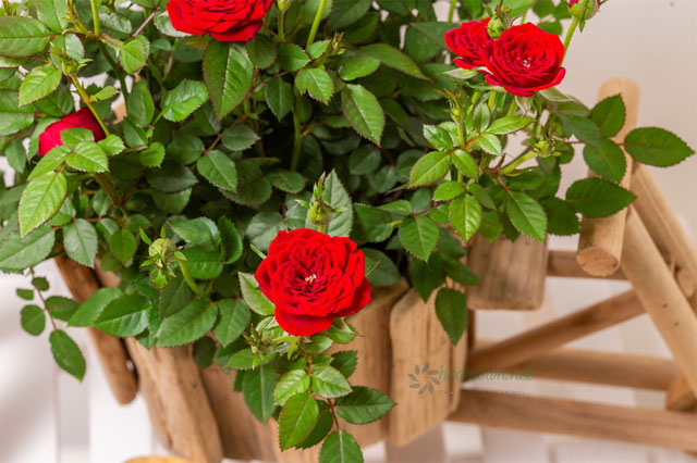 Các loài hoa có mùi thơm nở quanh năm - hoa hồng