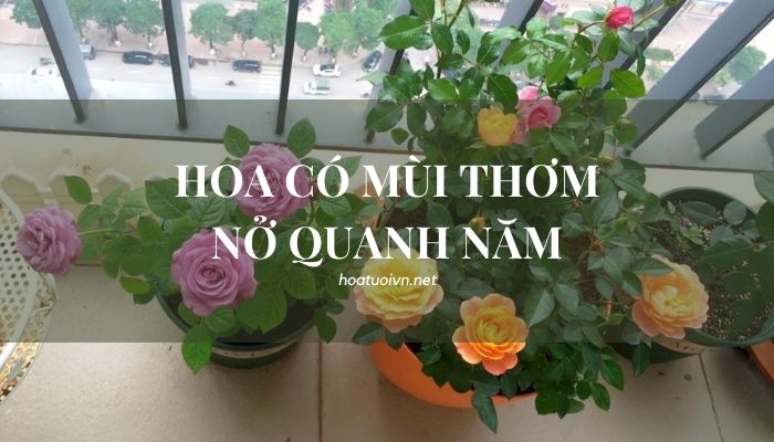 hoa có mùi thơm nở quanh năm