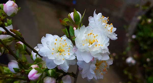Đôi nét về hoa mai trắng