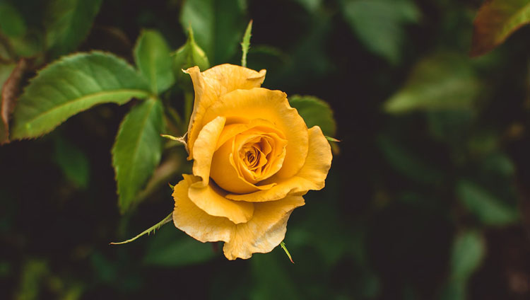 Loài hoa tượng trưng cho tình yêu đơn phương - Hoa hồng vàng